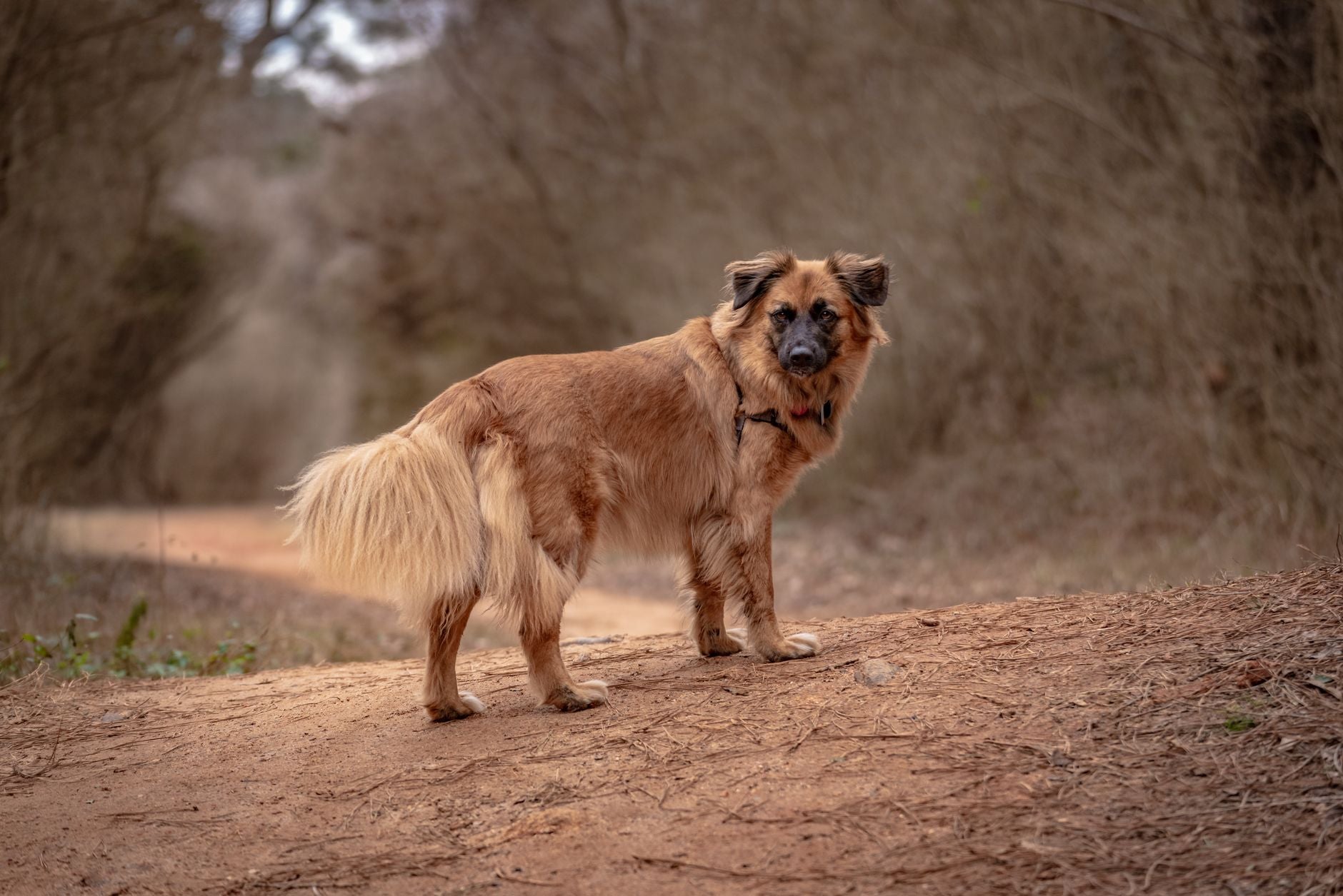 Brown dog stands on forest trail in Winder, Georgia, exuding a sense of curiosity and adventure.