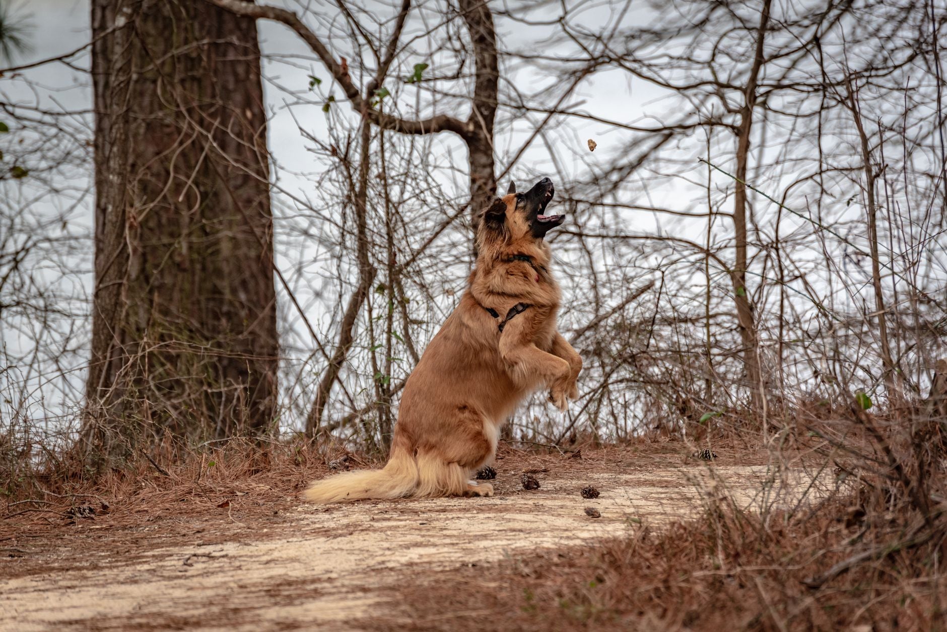 A playful German Shepherd catching a treat in a wooded area during winter in Winder, Georgia.